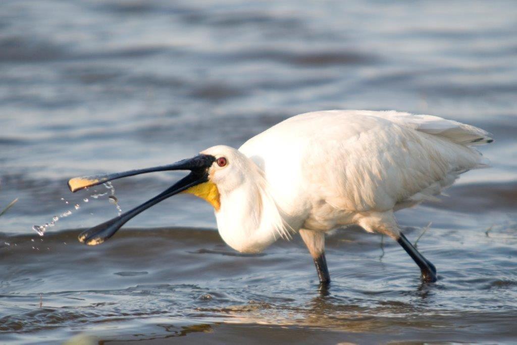 Igluhut De Keet, In Natuurgebied En Vlakbij Het Strand 칼란트소그 외부 사진